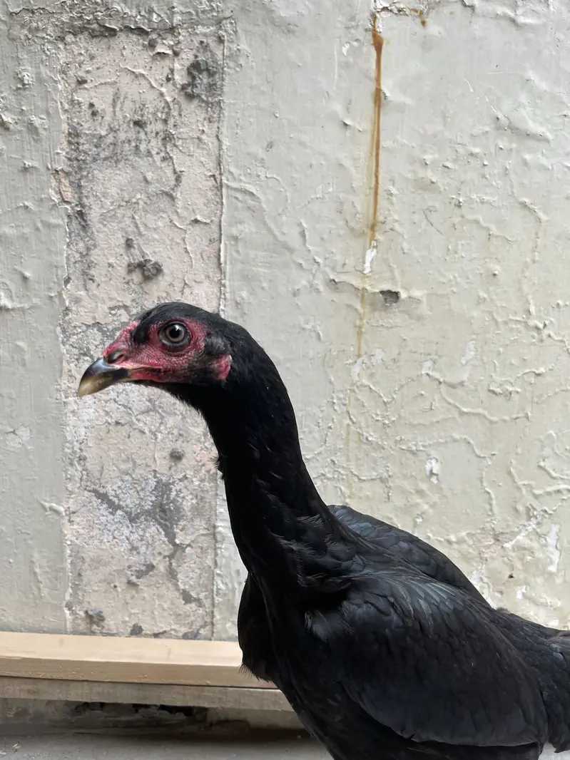white shamo female| high quality/King size _black shamo/aseel thai — photo 10