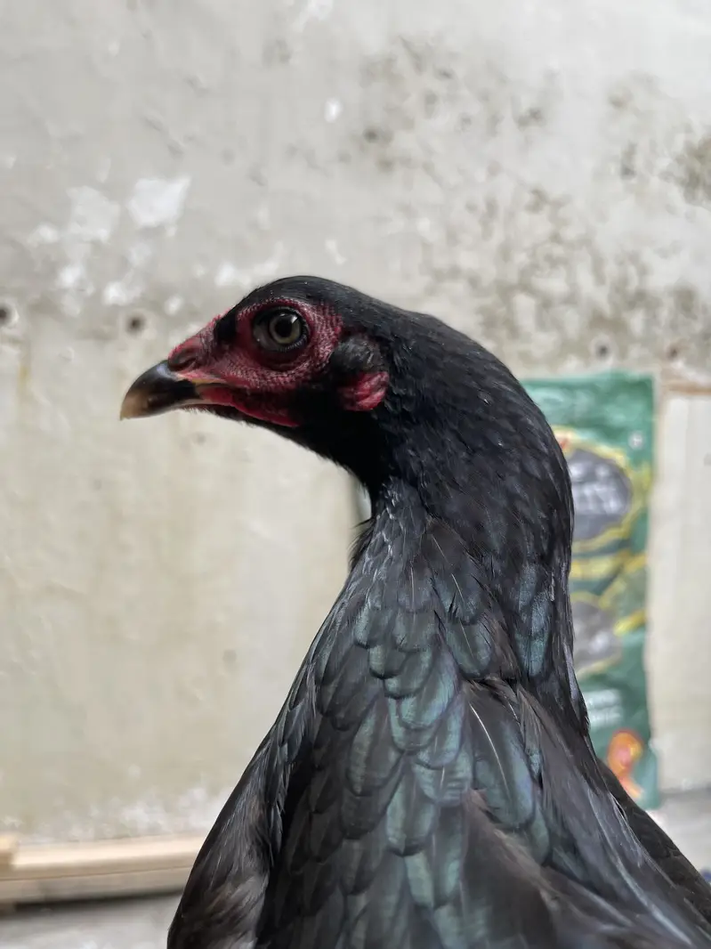 white shamo female| high quality/King size _black shamo/aseel thai — photo 11