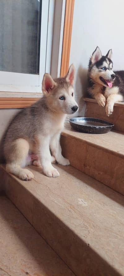 Siberian Husky puppies for sale