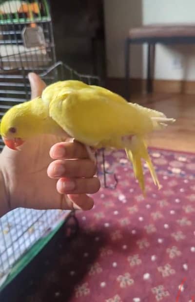 yellow ringneck chick /03152248124