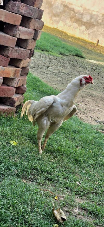 white galwa aseel murga