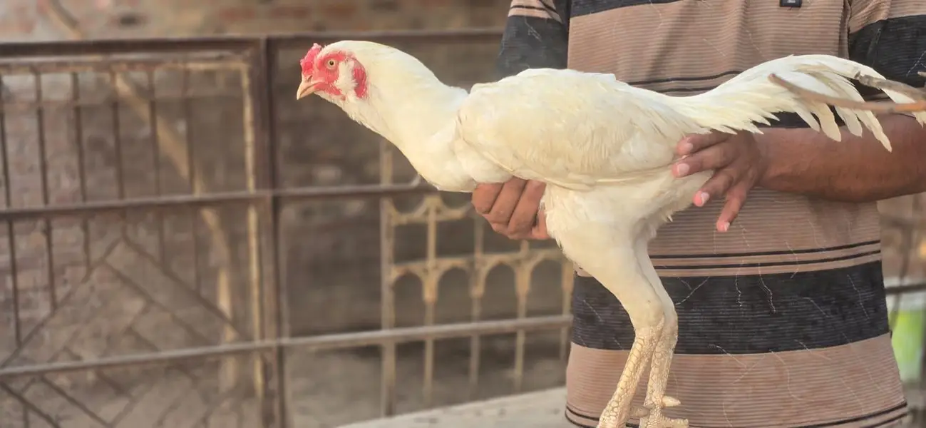 white galwa aseel murga — photo 2