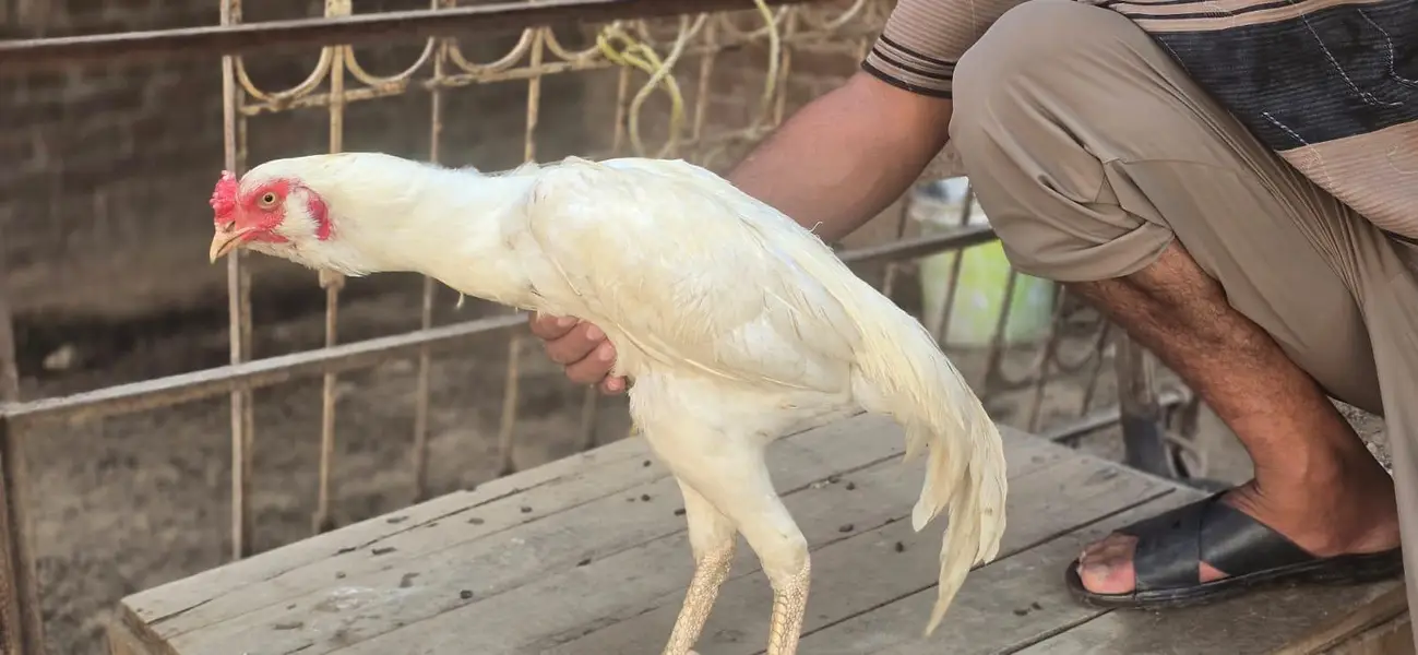 white galwa aseel murga — photo 7