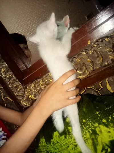 blue eye parsian kiten