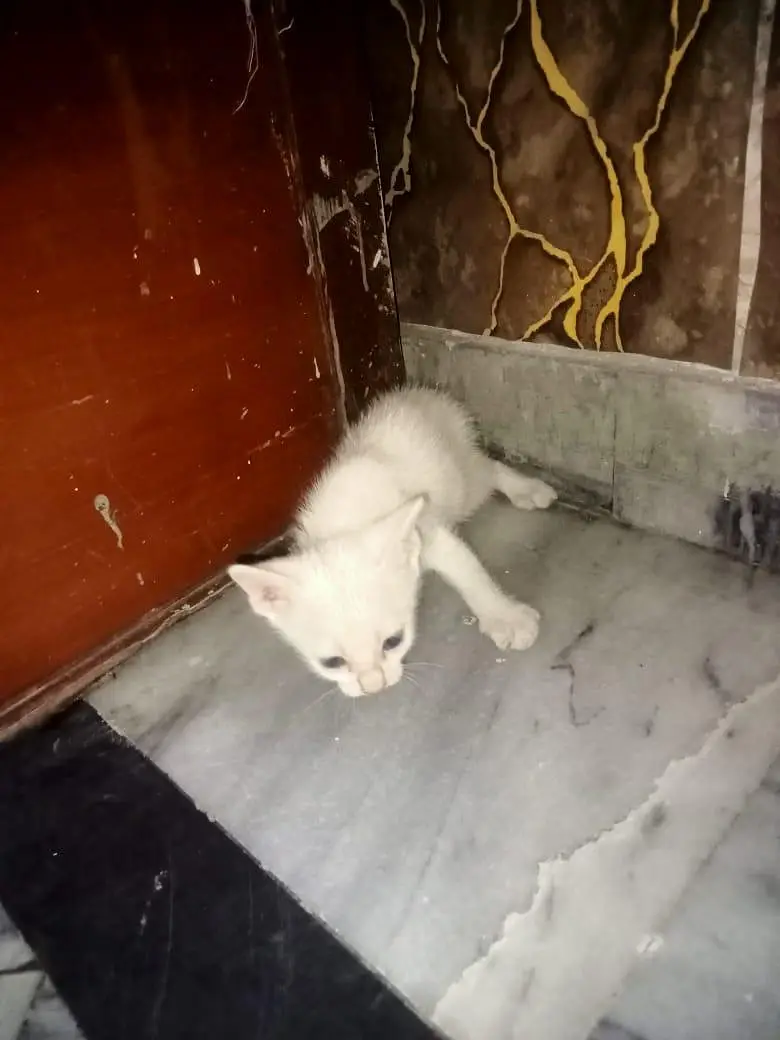 blue eye parsian kiten — photo 2