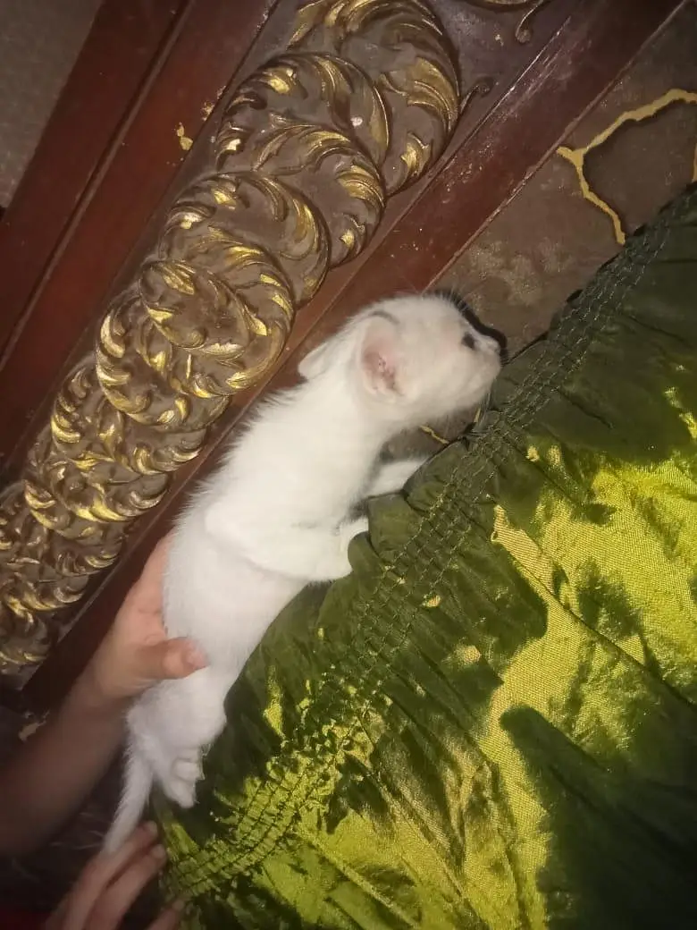 blue eye parsian kiten — photo 5