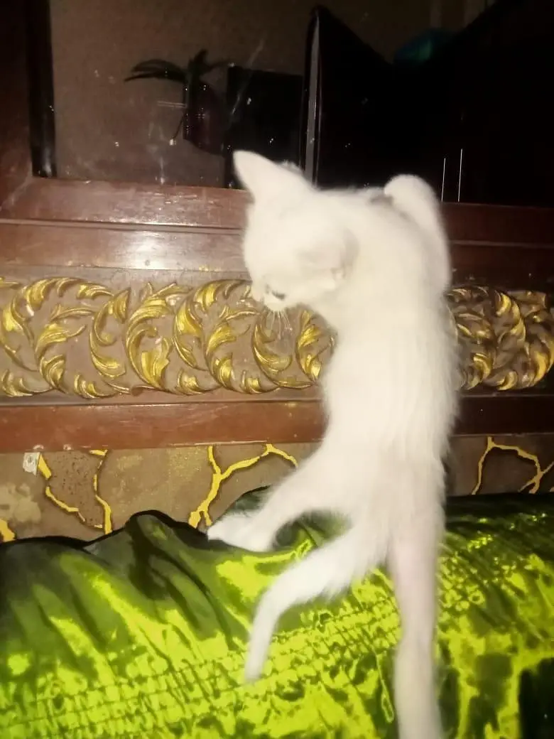 blue eye parsian kiten — photo 6