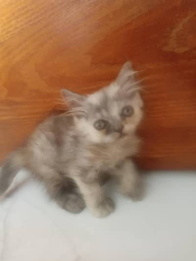 cat prashion