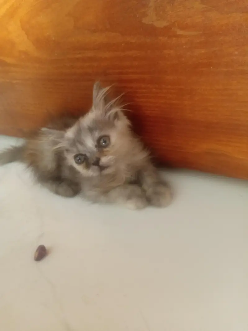 cat prashion — photo 2