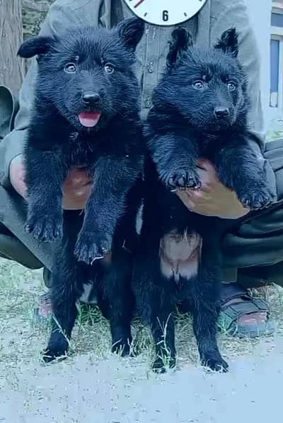 German Shepherd | Puppy | Long Coat | puppies | Dog For Sale | GSD