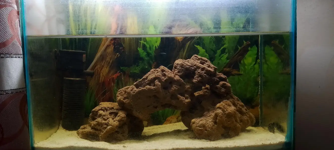 aquarium and accessories — photo 4