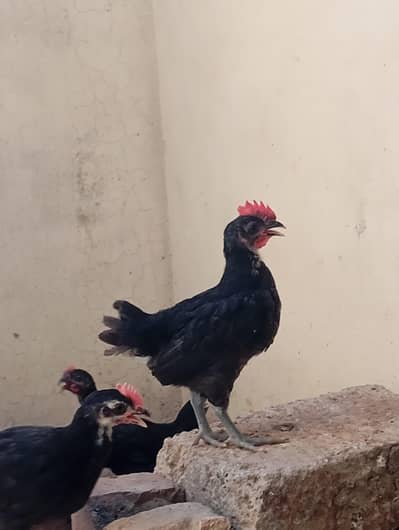 Australorp male for sale