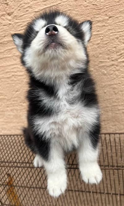 blue eyes sebirian husky