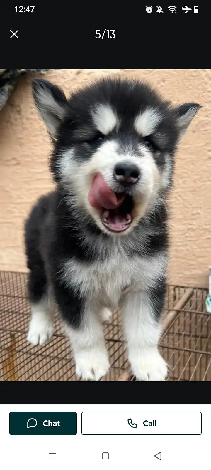 blue eyes sebirian husky — photo 2
