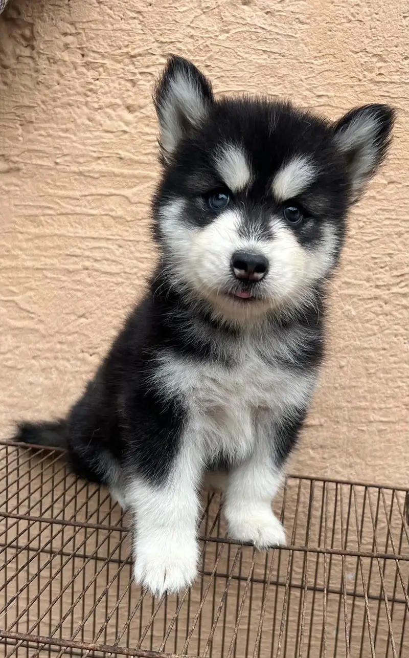 blue eyes sebirian husky — photo 3