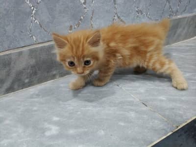Fluffy Ginger Kitten 2 Months Old Litter Trained Healthy