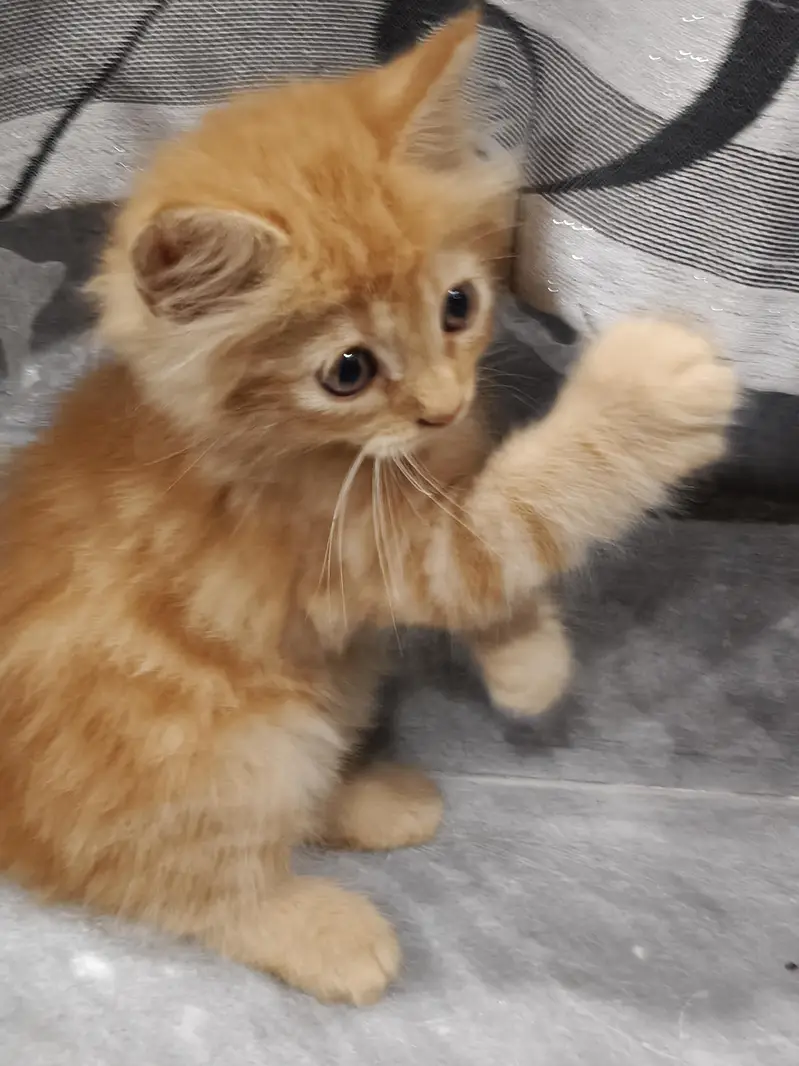 Fluffy Ginger Kitten 2 Months Old Litter Trained Healthy — photo 4