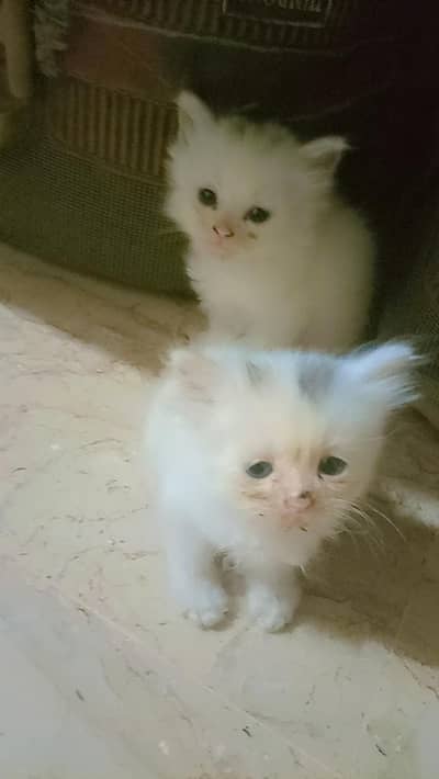 Doll face and punch face kitten looking for new home
