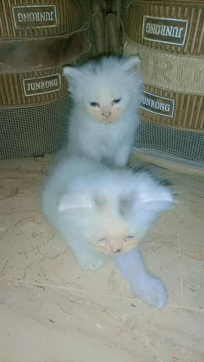 Doll face and punch face kitten looking for new home