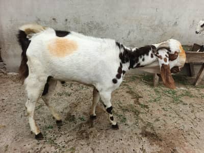 donda Bakra Breeder for sale 03278144246