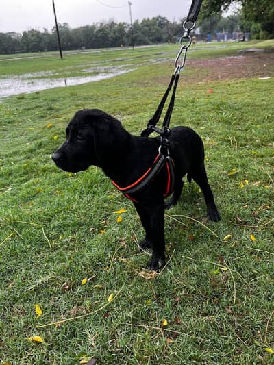 Labrador