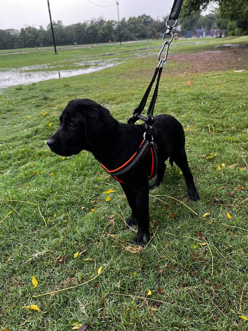 Labrador 0