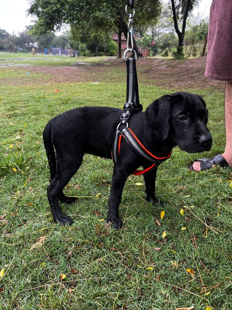Labrador 1