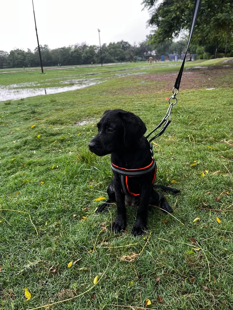 Labrador — photo 3