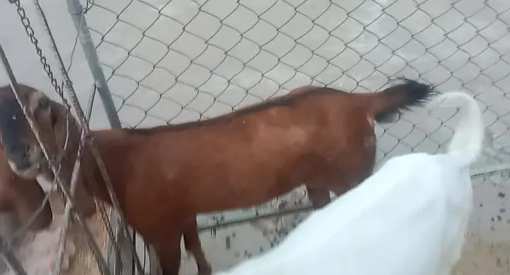 goat for sell white and brown white wali dood dati hay or TDP Nasal — photo 7