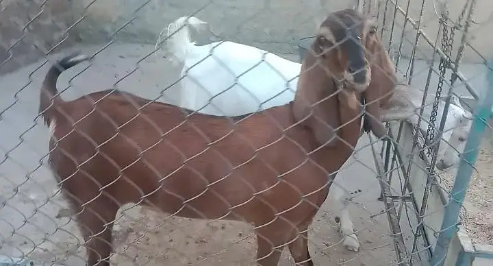 goat for sell white and brown white wali dood dati hay or TDP Nasal — photo 6