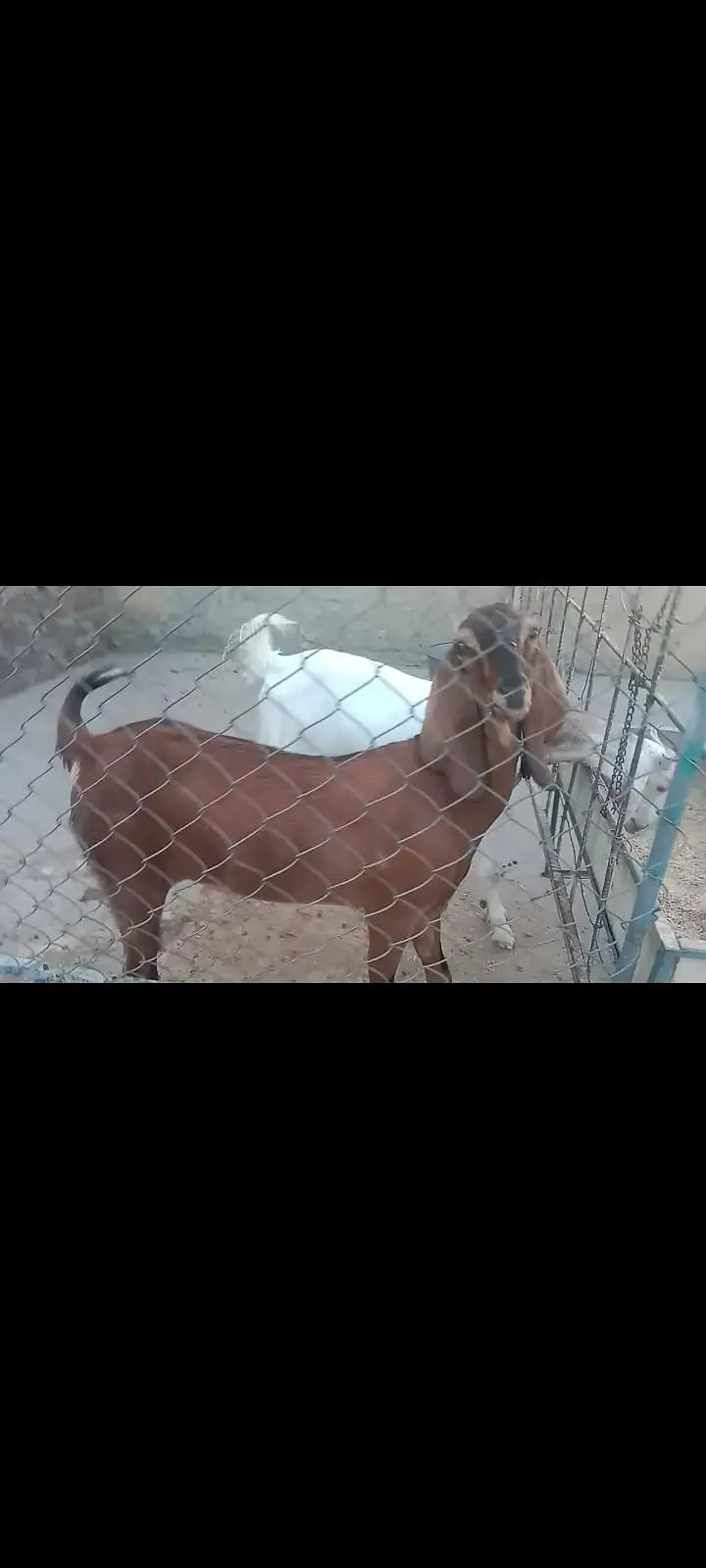 goat for sell white and brown white wali dood dati hay or TDP Nasal — photo 4