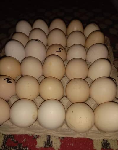 "دیسی سنگل زردی اور ڈبل زردی (Extra Large) والے تازہ انڈے"