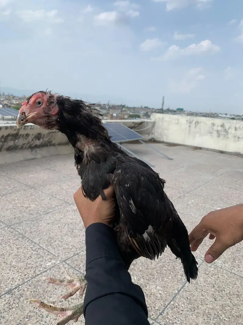 Mian wali aseel breeder madi — photo 6