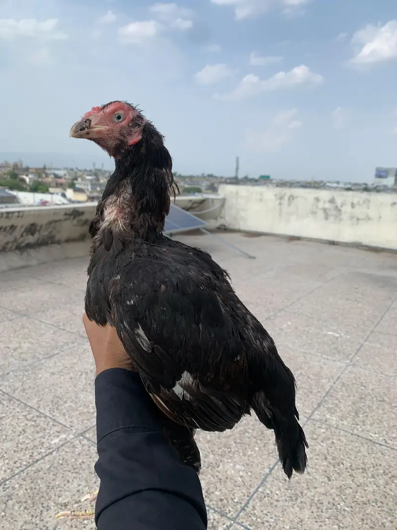 Mian wali aseel breeder madi — photo 9