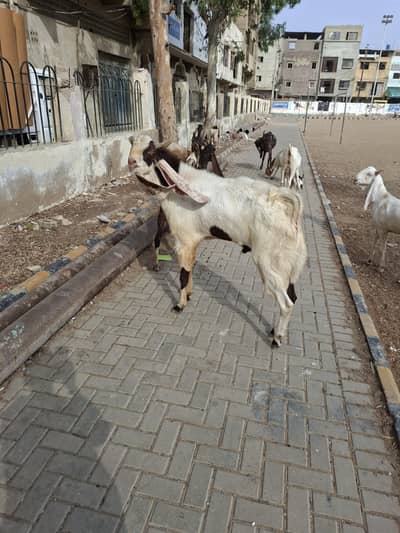 breeder goat for sale