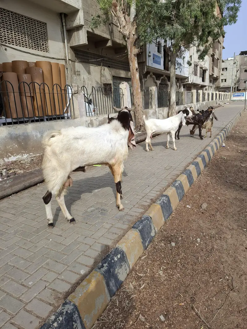 breeder goat for sale — photo 2