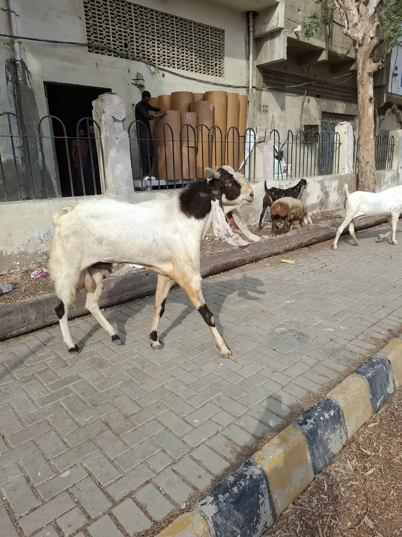 breeder goat for sale — photo 3