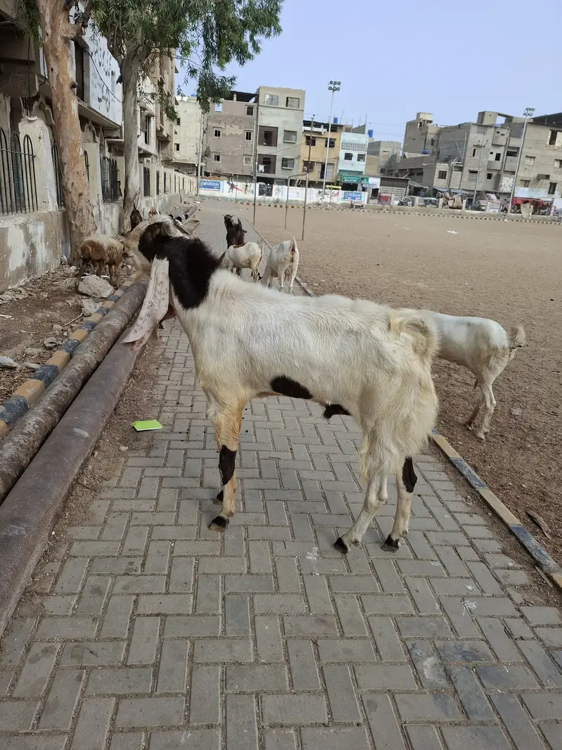 breeder goat for sale — photo 4