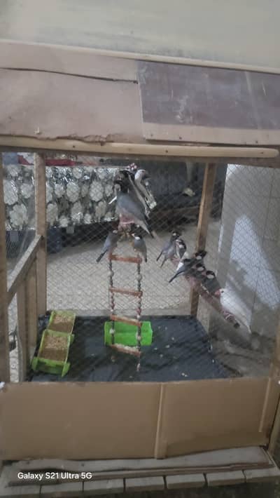 java finches