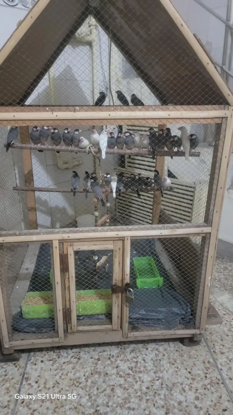 java finches — photo 3
