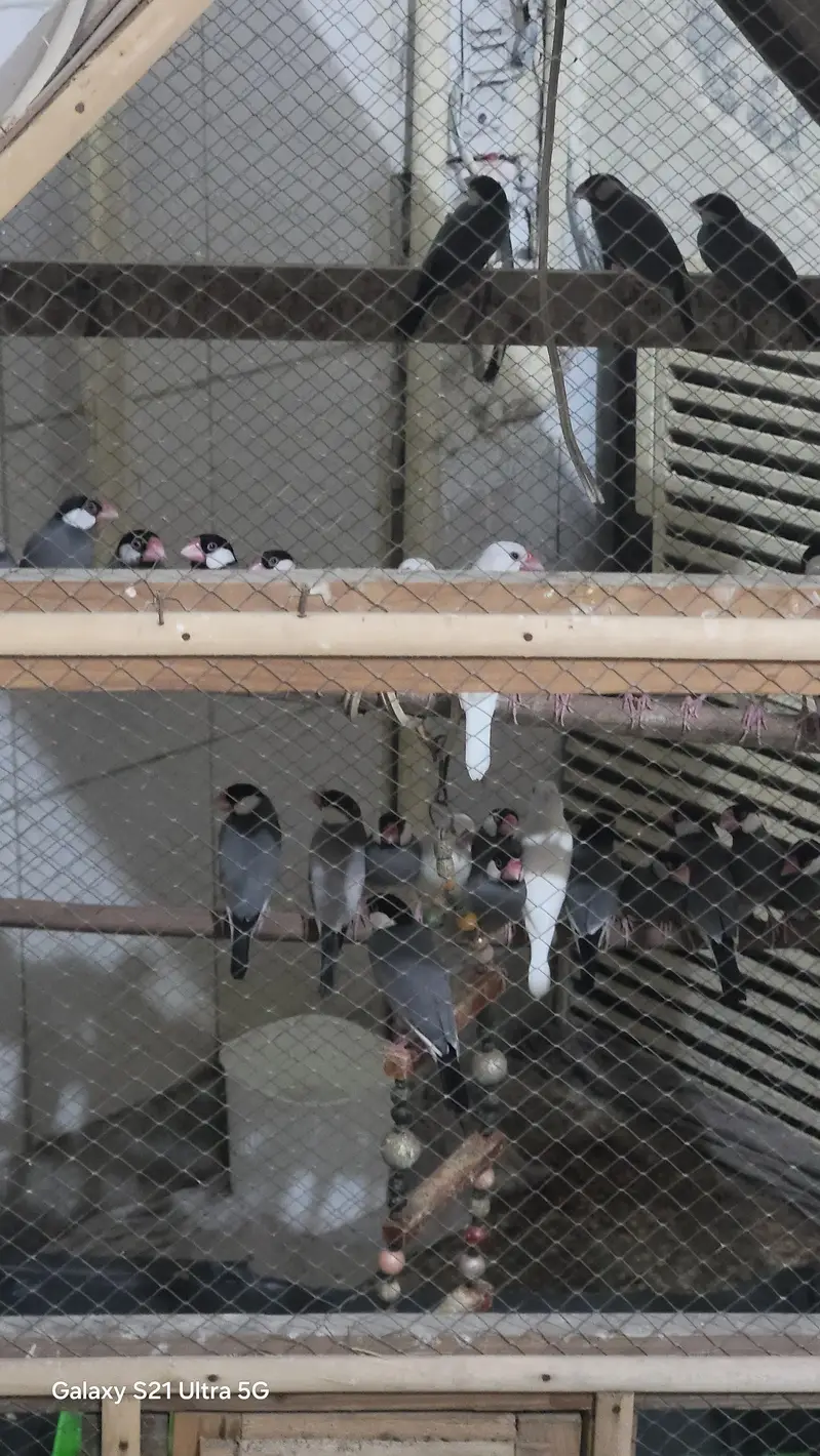 java finches — photo 4