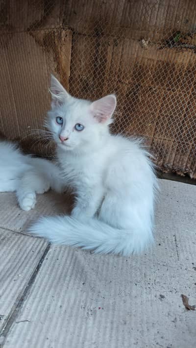 cat female or male kitten for sale