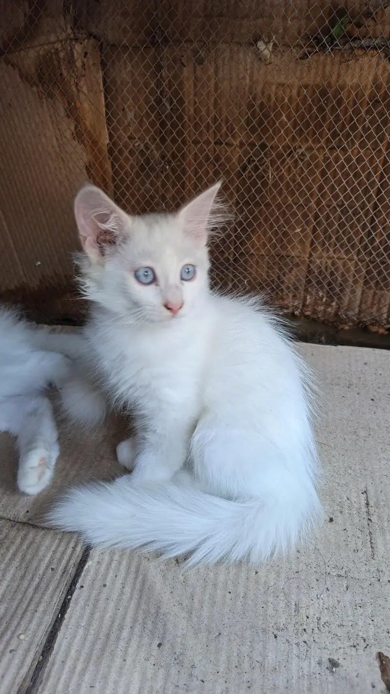 cat female or male kitten for sale — photo 2