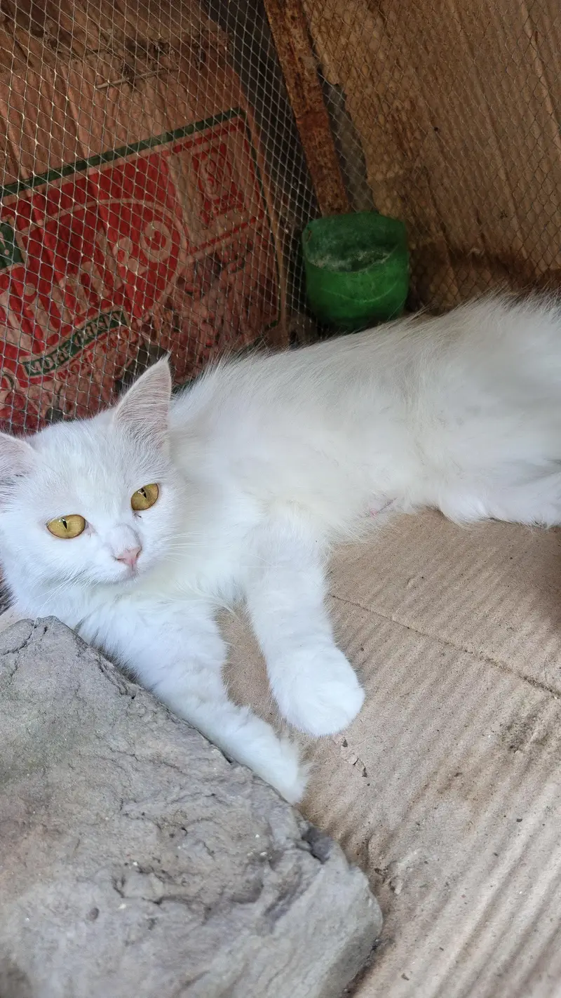cat female or male kitten for sale — photo 3