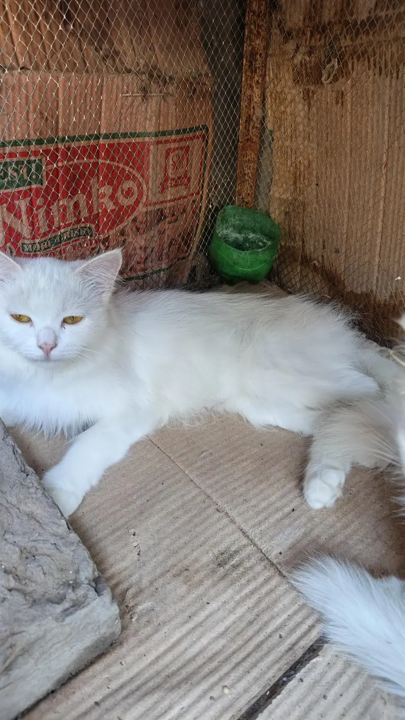 cat female or male kitten for sale — photo 4