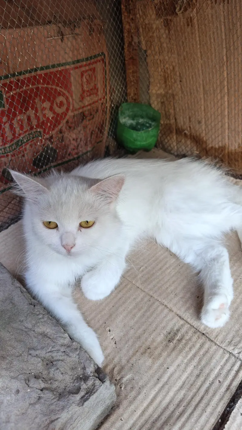 cat female or male kitten for sale — photo 5
