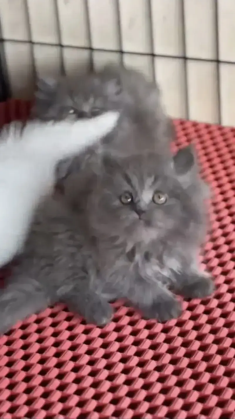 Quality Persian Punchface cat & kitten. moreWhatsApp 03704602345 — photo 2