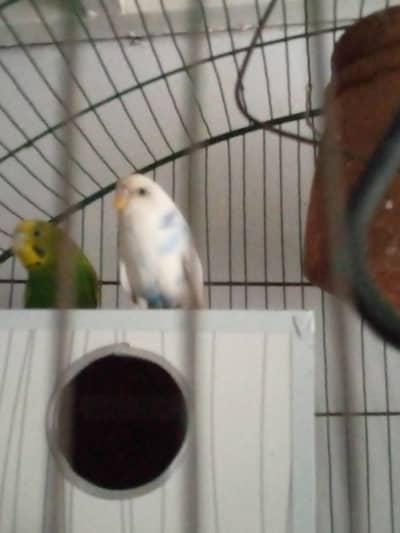 Australian parrot breeder pair for sale ha