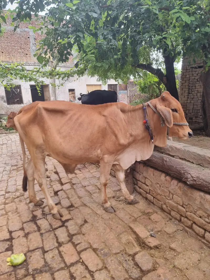 female — photo 2
