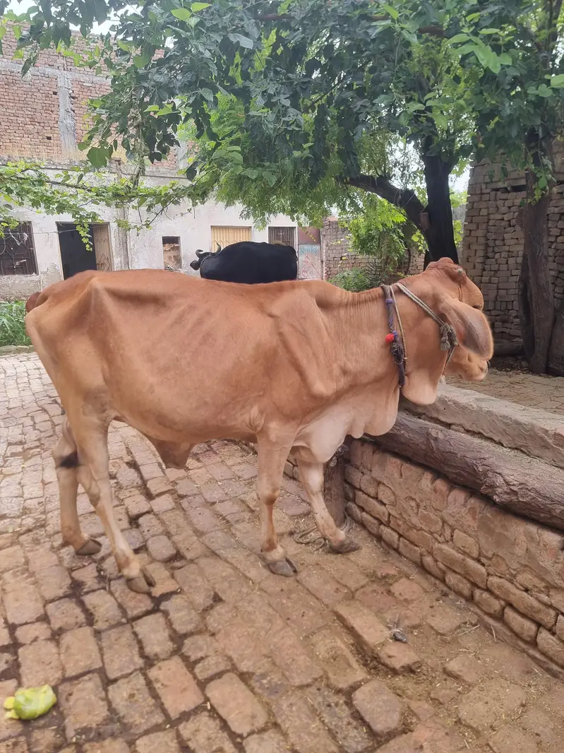 female — photo 3